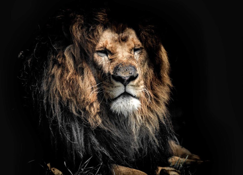 King of the jungle