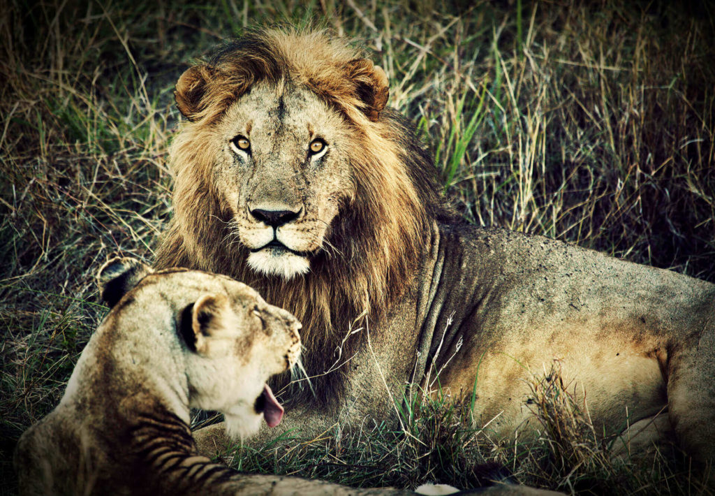 Lion resting