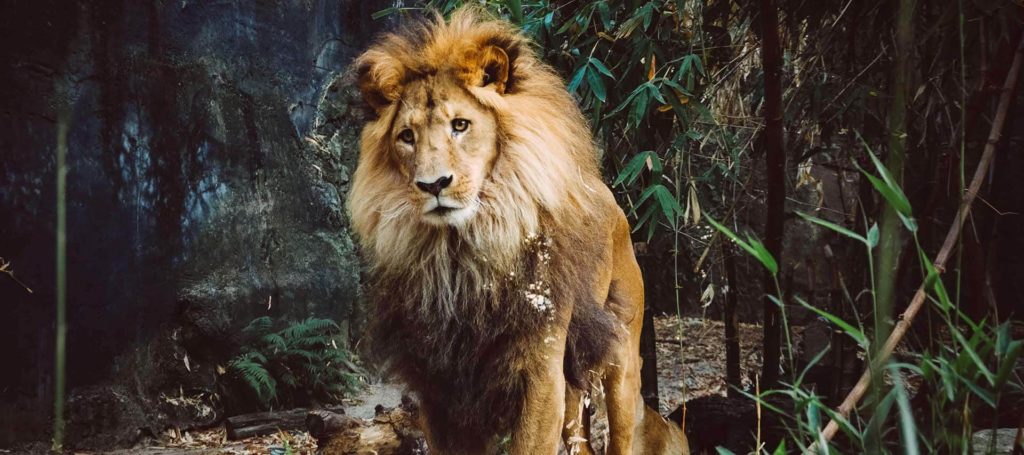 Lion in zoo