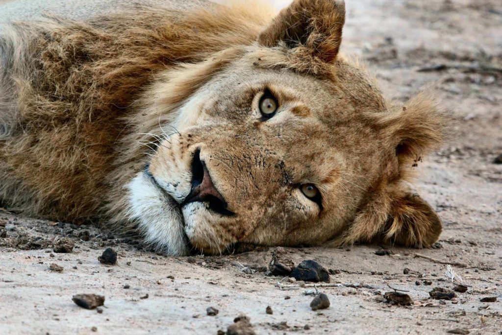 A lion resting in savaana