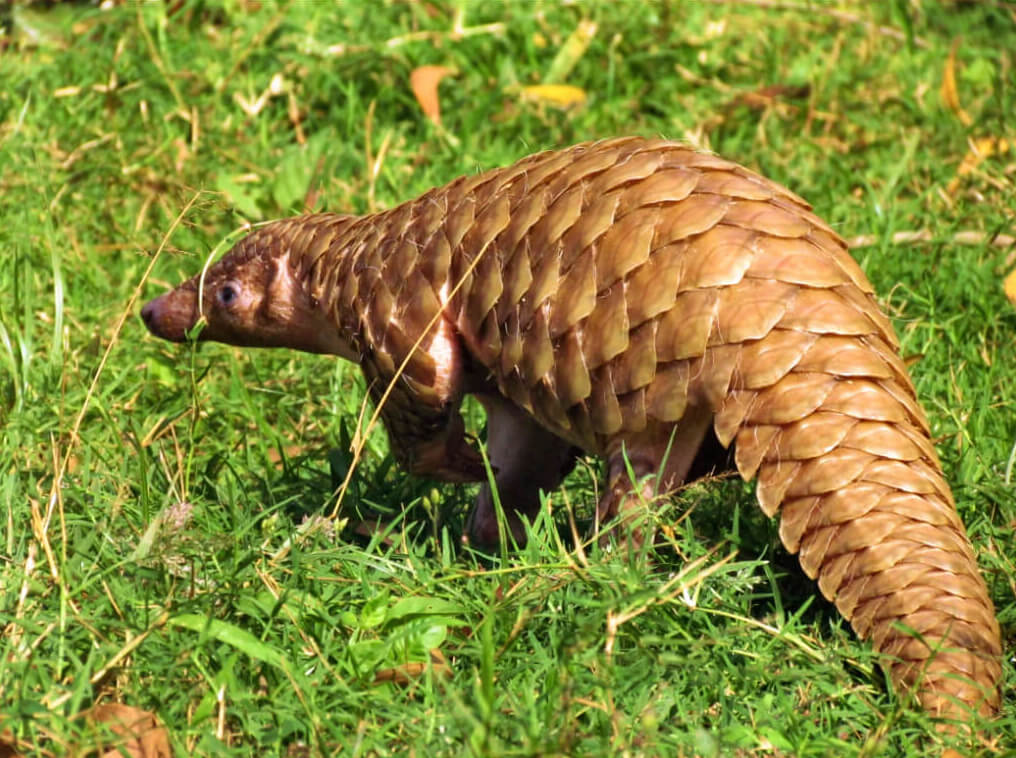 Indian Pangolin at Nandankanan Zoological Park, Odisha.