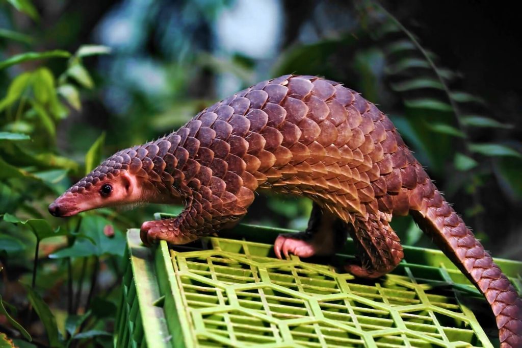 If you’ve never heard of a pangolin before, you’re not alone! People say pangolins look like pinecones, or anteaters, but they’re actually mammals that live in Africa and Asia. Pangolins have large, protective keratin scales covering their skin...