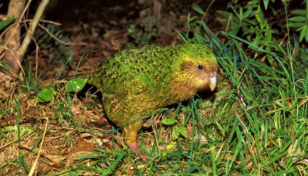 New Zealand's islands are home to a plethora of weird and wonderful animals, but perhaps none are as weird and wonderful as the kākāpō. The giant flightless parrot exists on only a handful of offshore islands in New Zealand where it is safe from...