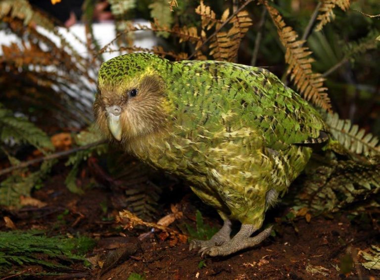 kakapo plushie