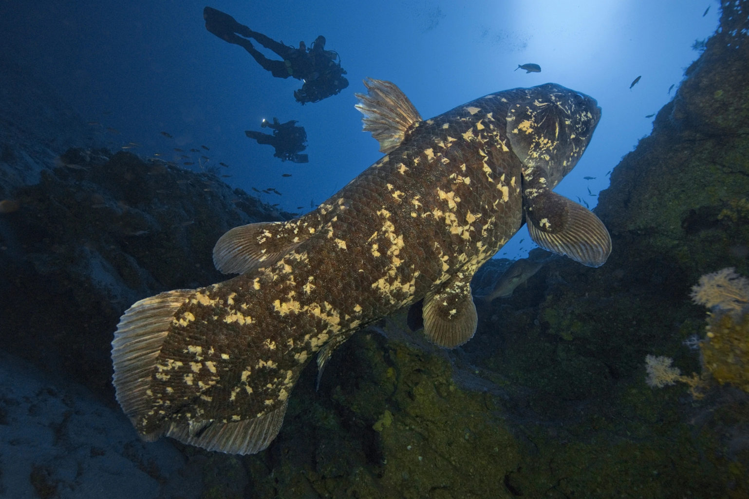 Coelacanths, A fossil fish that predates dinosaurs and was thought to have gone extinct has been found alive in the West Indian Ocean off the coast of Madagascar. It was accidentally rediscovered by a group of South African shark hunters. Demand for shark fins and oil has led fishers in southwestern Madagascar to set gill-nets in deeper waters. They are finding and possibly harming previously-unknown populations of these West Indian Ocean Coelacanths.