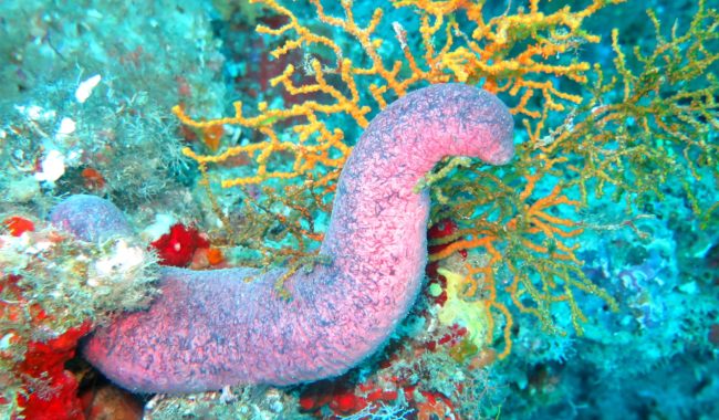 Sea Cucumbers