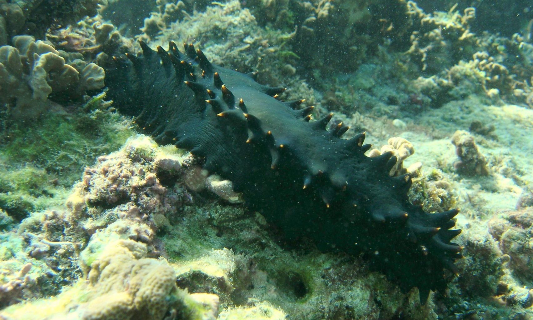 Sea cucumbers are echinoderms—like starfish and sea urchins. There are some 1,250 known species, and many of these animals are indeed shaped like soft-bodied cucumbers. All sea cucumbers are ocean dwellers, though some inhabit the shallows and others live in the deep ocean. They live on or near the ocean floor—sometimes partially buried beneath it.